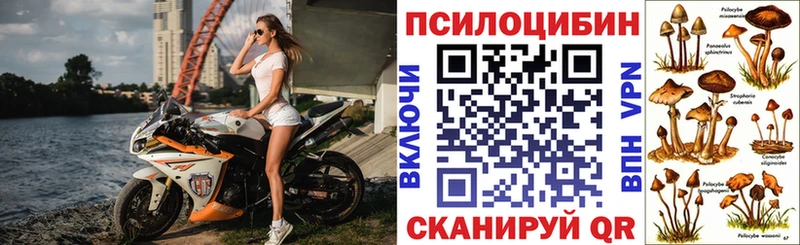 Псилоцибиновые грибы Psilocybe  продажа наркотиков  Камень-на-Оби 